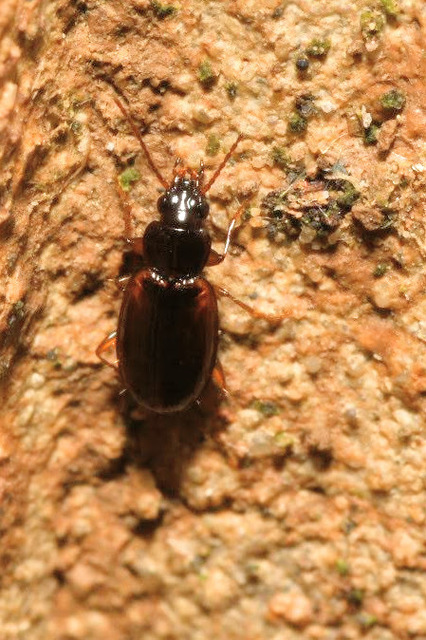 Trechus quadristriatus - közönséges fürgefutonc