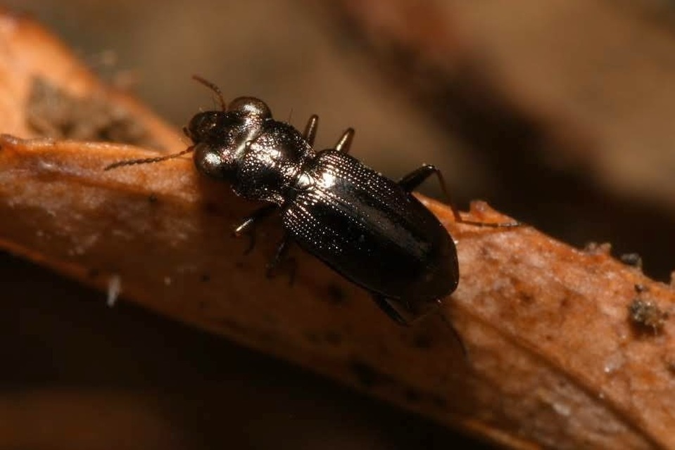 Notiophilus rufipes - vöröslábú szemesfutó