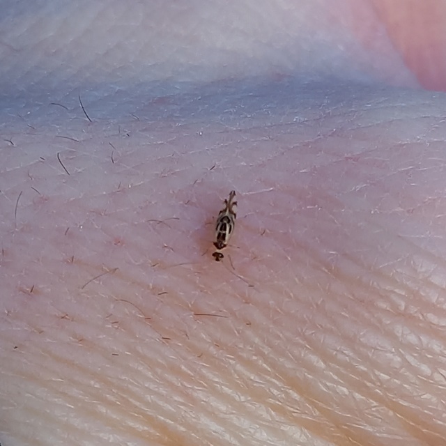 Graphopsocus cruciatus