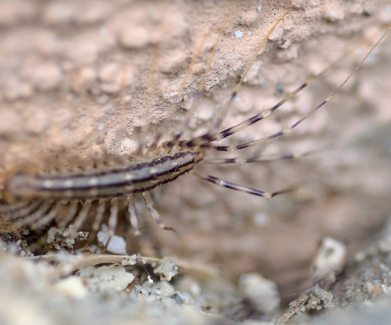 Scutigera coleoptrata - légyölő pókszázlábú