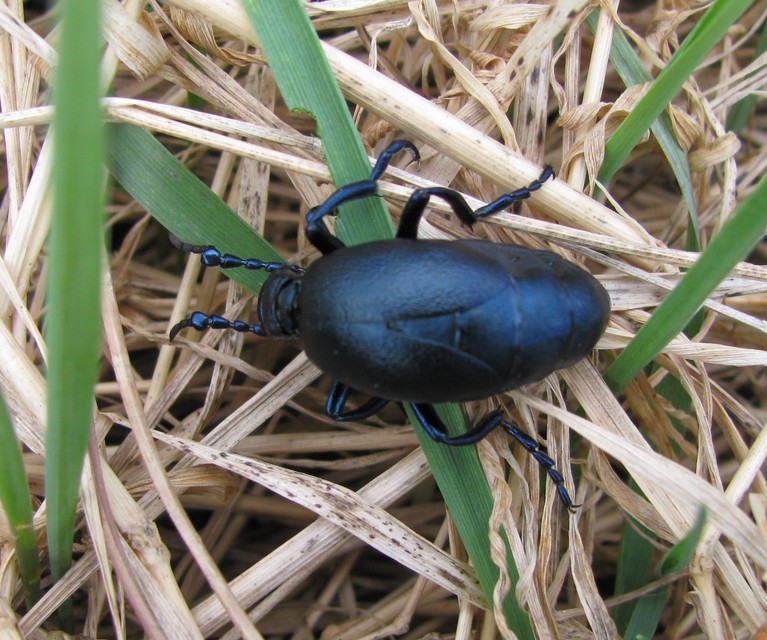 Meloe violaceus - kék nünüke