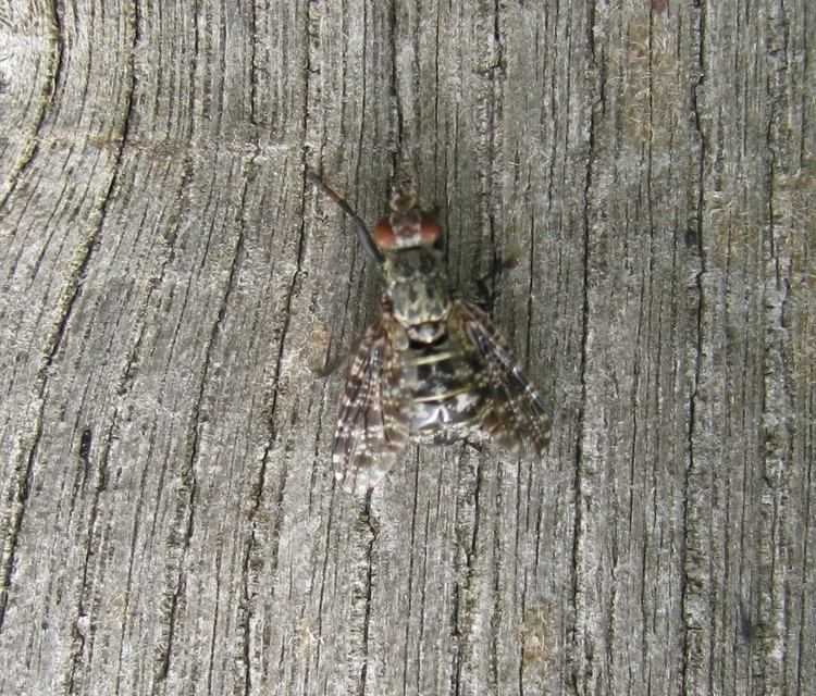 Platystoma