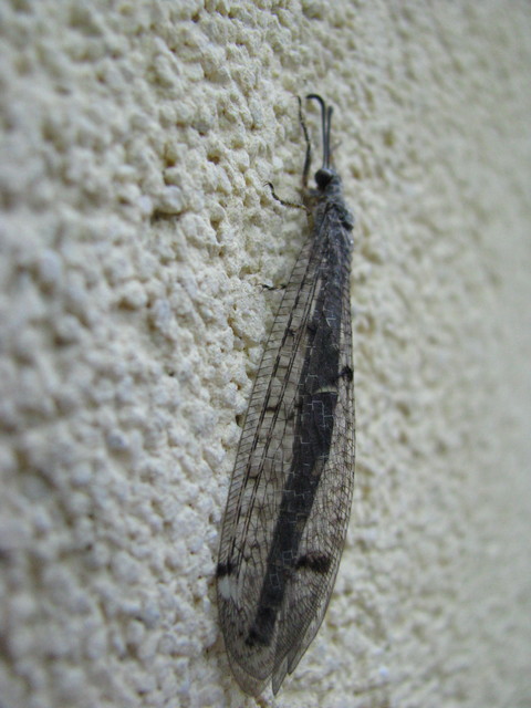Distoleon tetragrammicus - négyfoltos hangyaleső