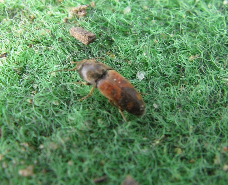 Drasterius bimaculatus - változékony pattanó