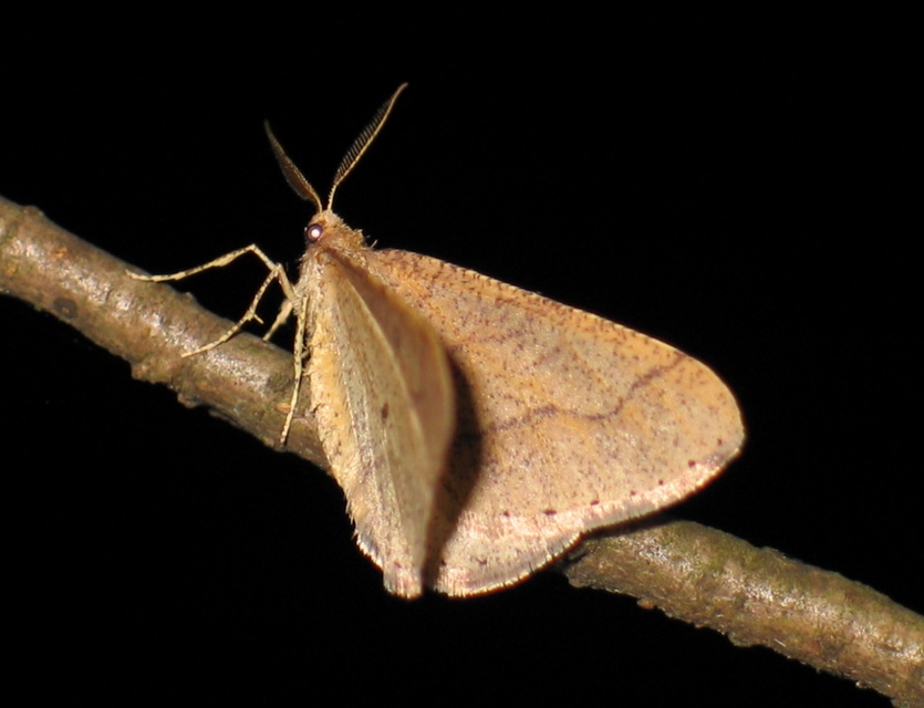 Agriopis marginaria - sárgás téliaraszoló