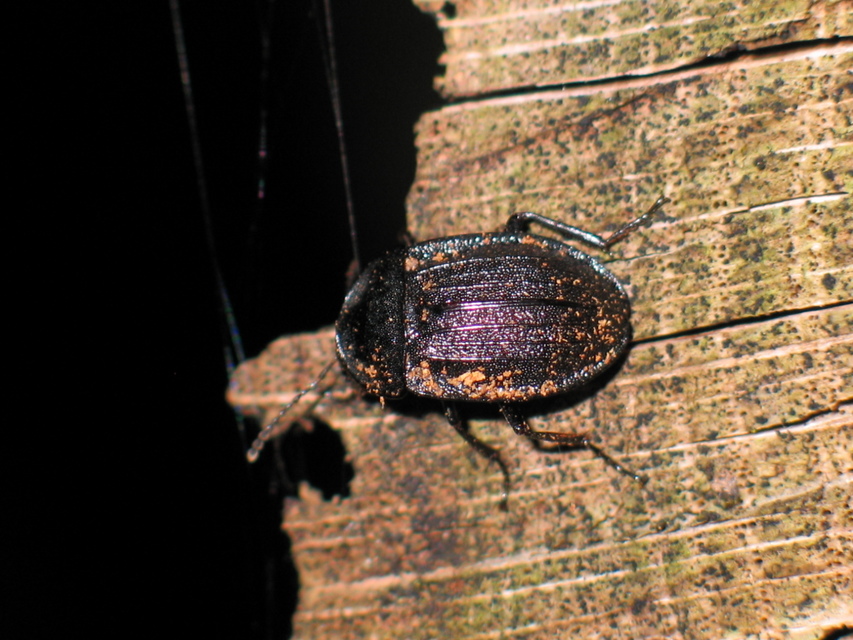 Phosphuga atrata - bordás csigarabló