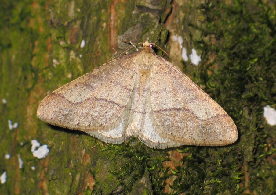 Agriopis marginaria - sárgás téliaraszoló