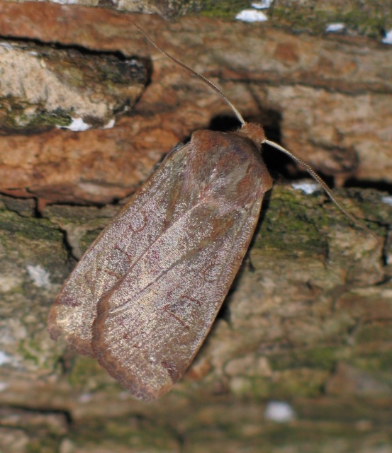 Conistra erythrocephala - vörösfejű őszibagoly