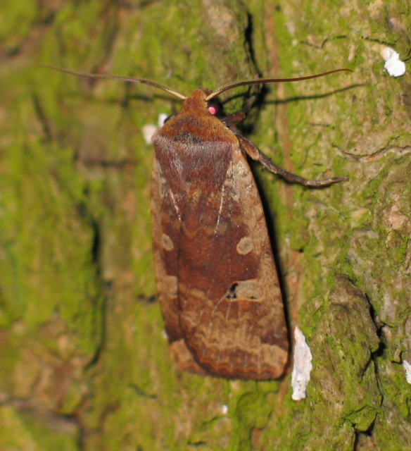Conistra erythrocephala - vörösfejű őszibagoly