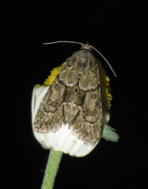 Cryphia fraudatricula - homoki zuzmóbagoly