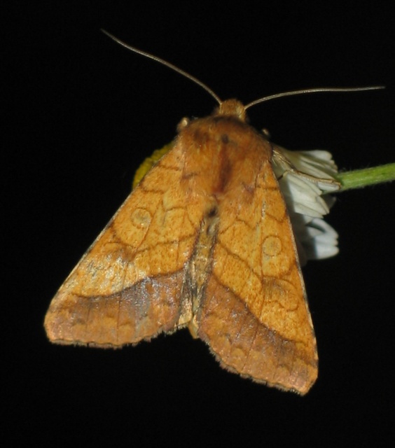 Pyrrhia umbra - iglicebagoly