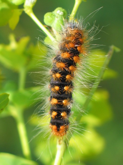 Acronicta auricoma - aranyos szigonyosbagoly