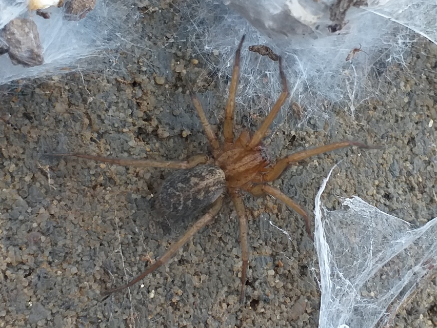 Eratigena agrestis - réti zugpók