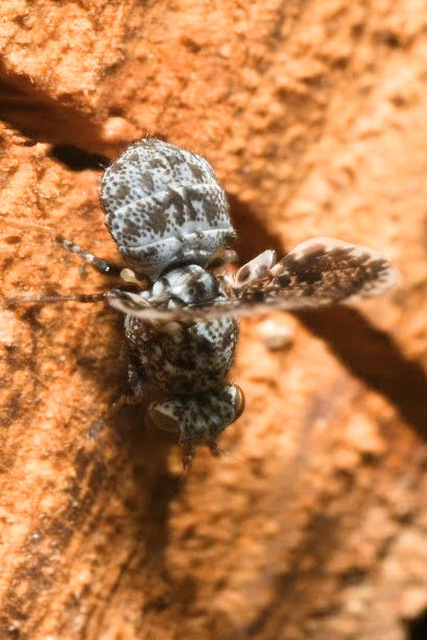 Callopistromyia annulipes - pávalégy
