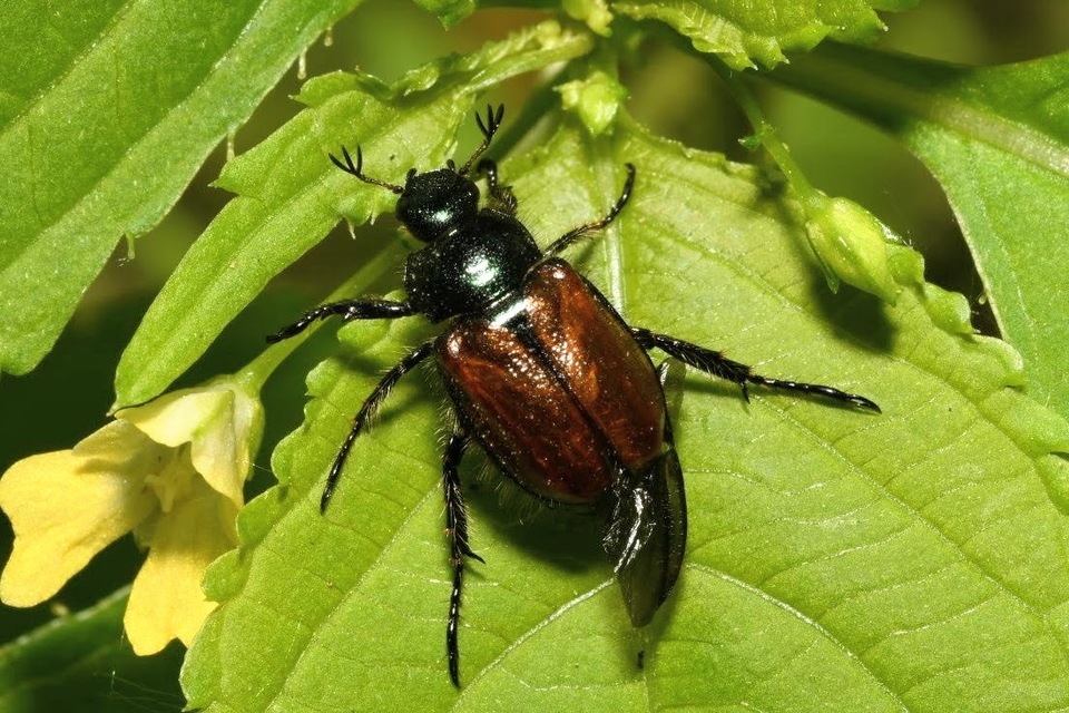 Phyllopertha horticola - kerti szipoly