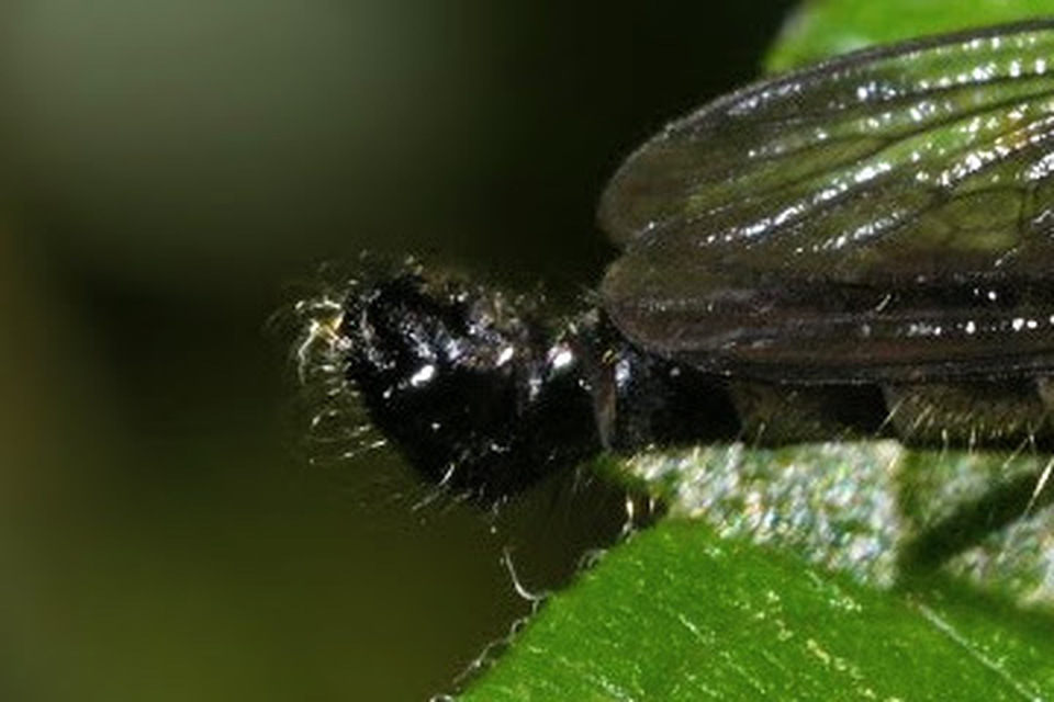 Neoitamus cothurnatus