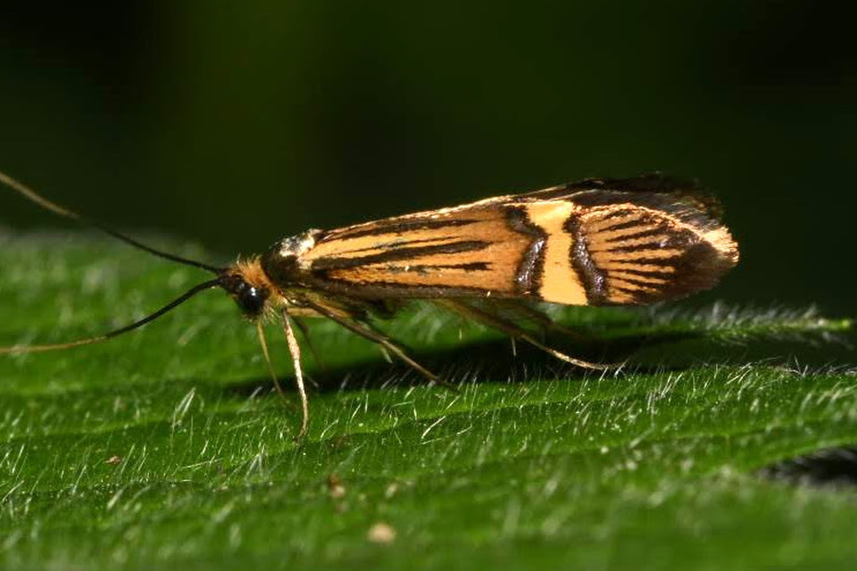 Nemophora degeerella - pompás tőrösmoly