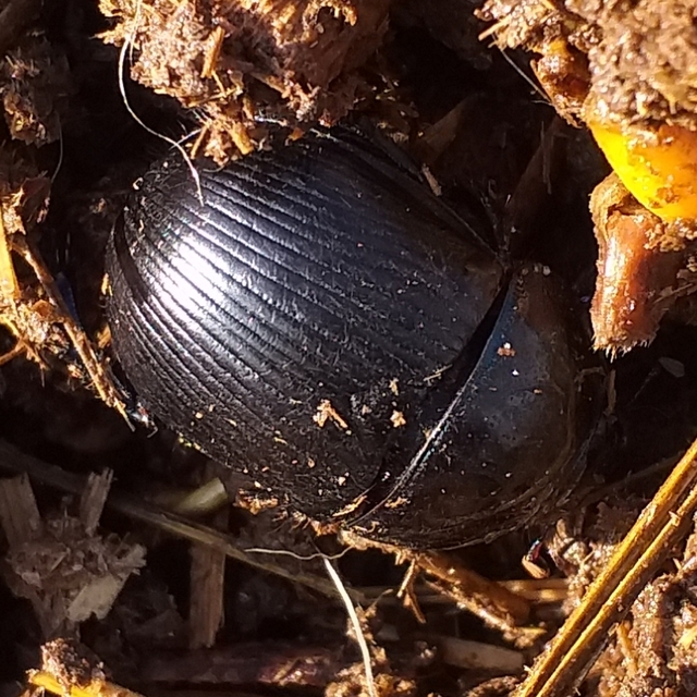 Geotrupes spiniger - közönséges álganéjtúró