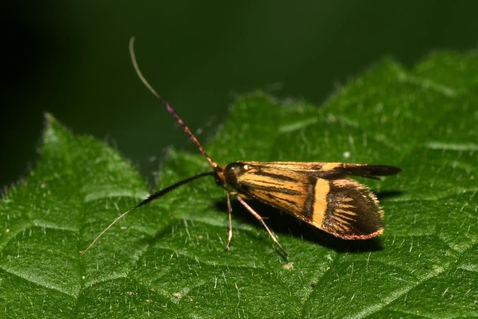 Nemophora degeerella - pompás tőrösmoly
