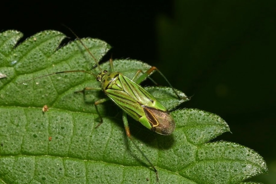 Mermitelocerus schmidtii