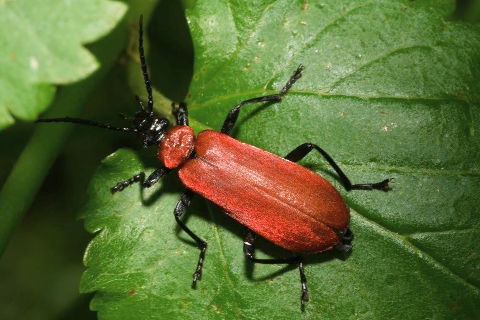 Pyrochroa coccinea - nagy bíborbogár