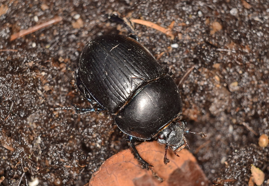 Geotrupes spiniger - közönséges álganéjtúró