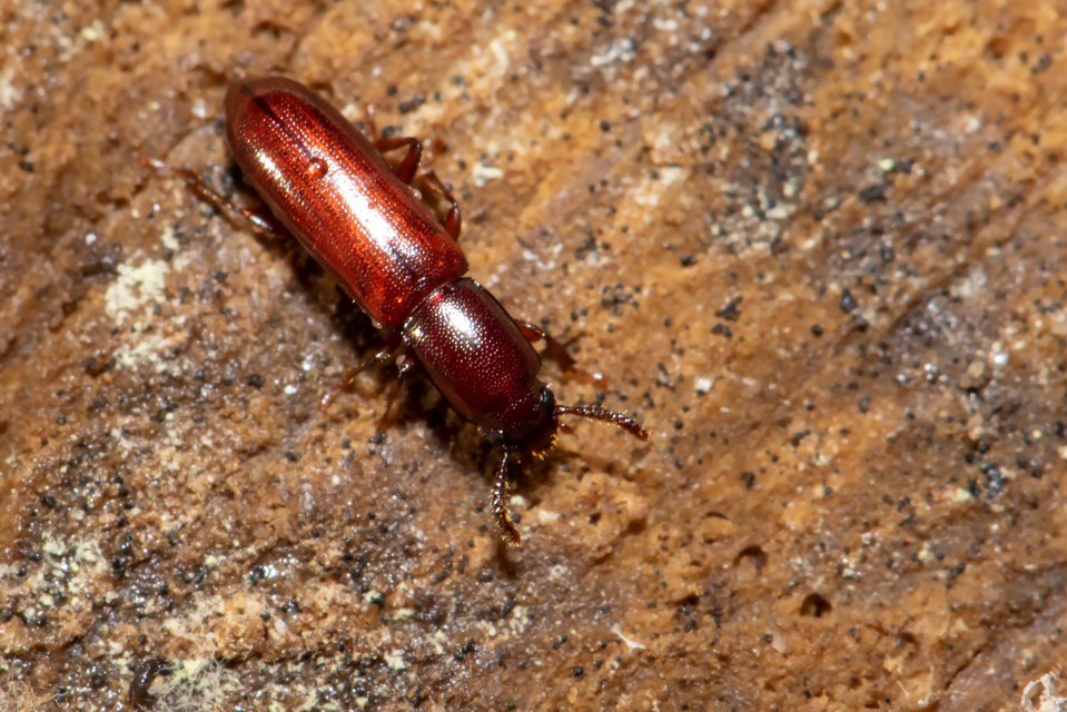 Corticeus unicolor - egyszínű kéregbújó