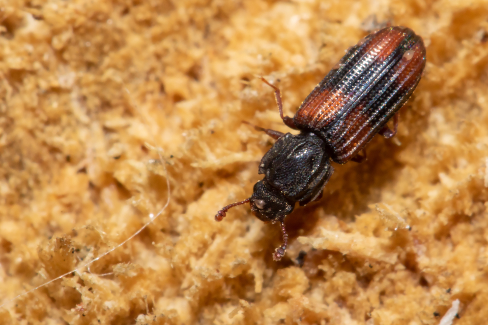 Bitoma crenata - szalagos héjbogár