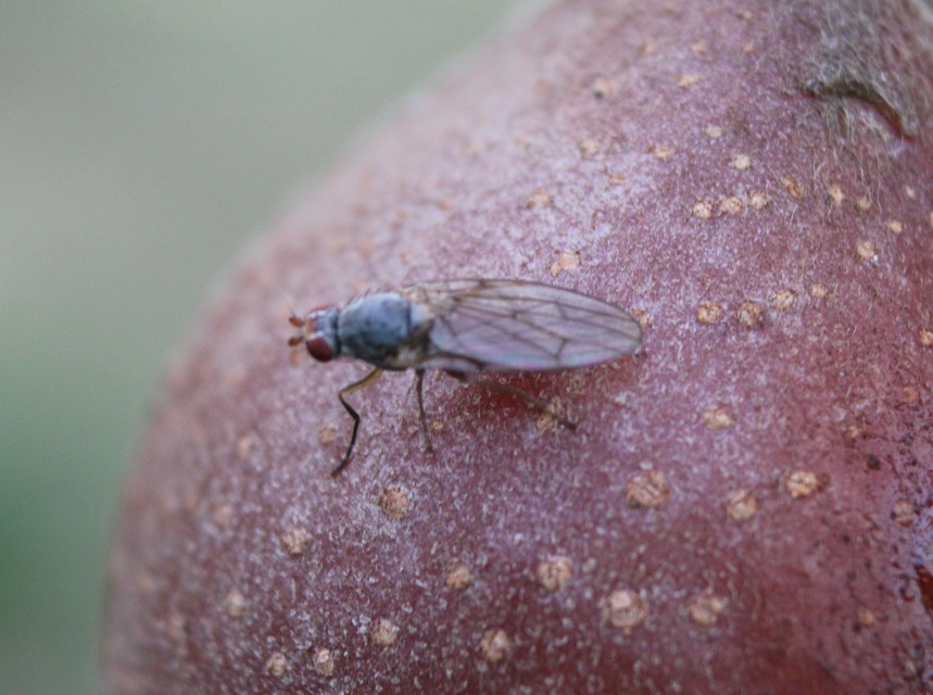 Heleomyzidae - tüskésszárnyú legyek