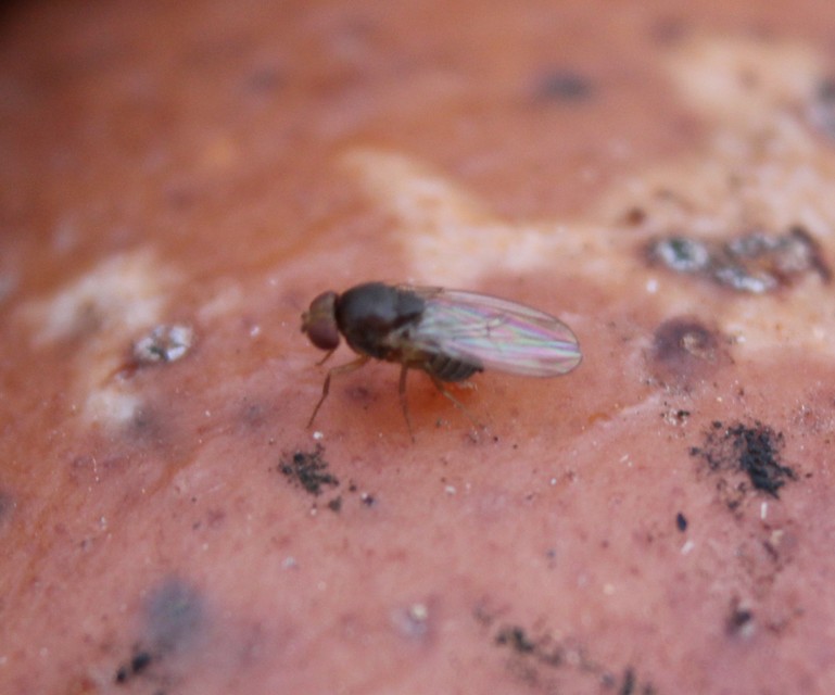 Drosophilidae - muslicafélék