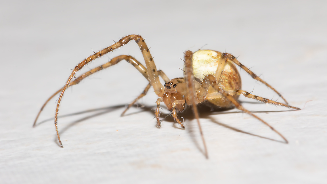 Metellina segmentata/mengei