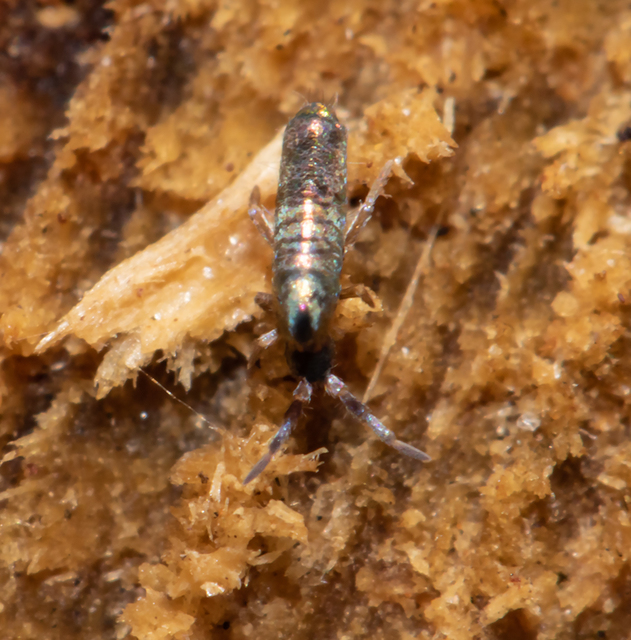 Lepidocyrtus paradoxus