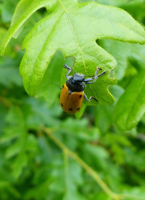 Lachnaia sexpunctata - szőrösnyakú zsákhordóbogár
