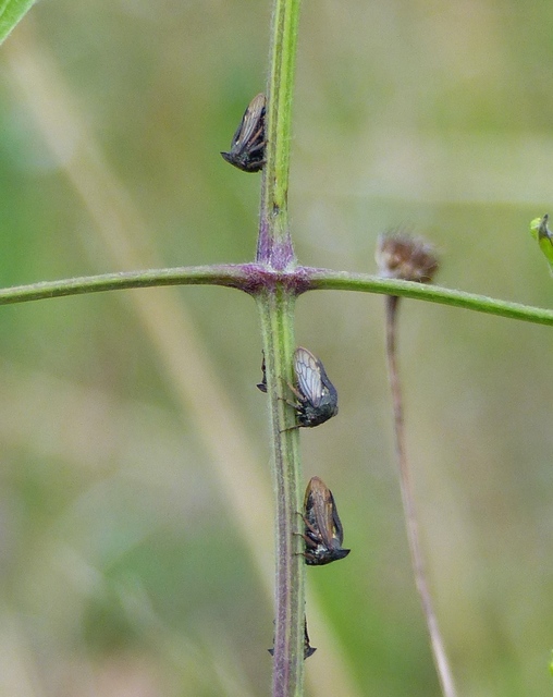 Centrotus cornutus - szarvaskabóca
