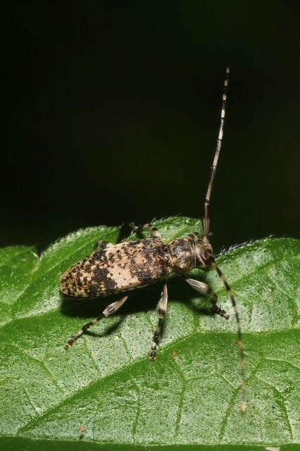 Leiopus nebulosus - öves gesztcincér