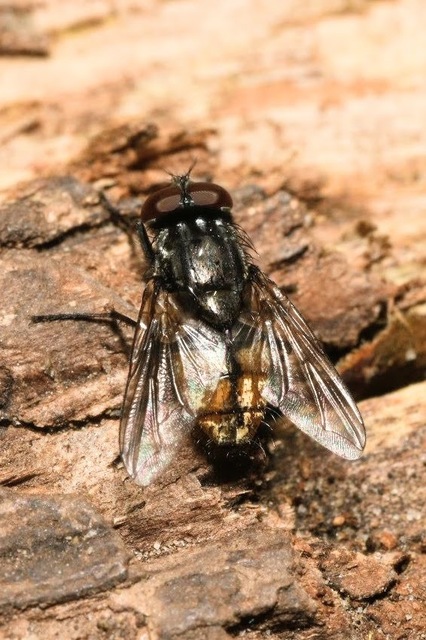Musca autumnalis - tanyai légy