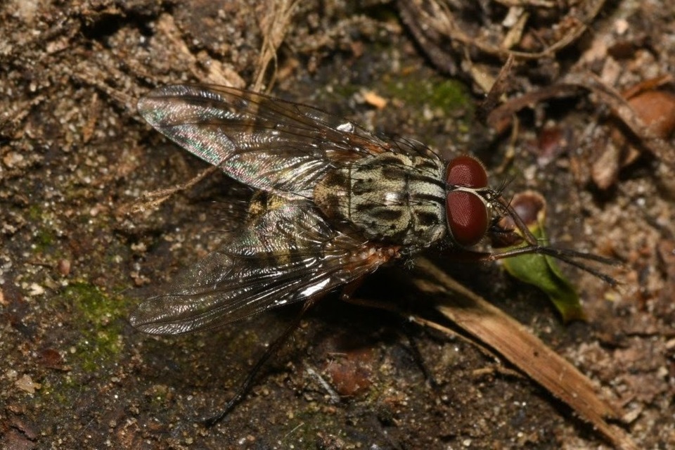 Phaonia valida