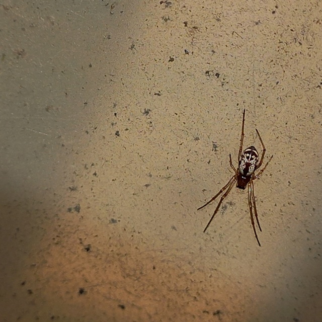 Linyphiidae - vitorláspókok
