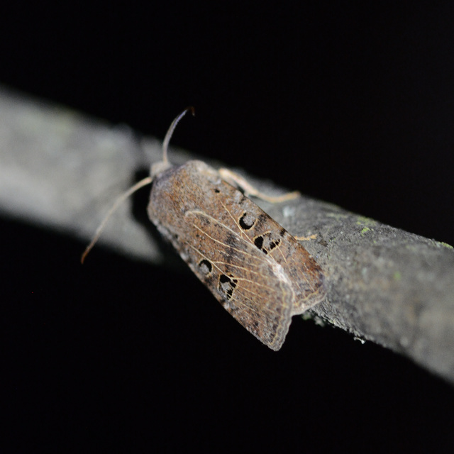 Conistra rubiginosa - szürke télibagoly