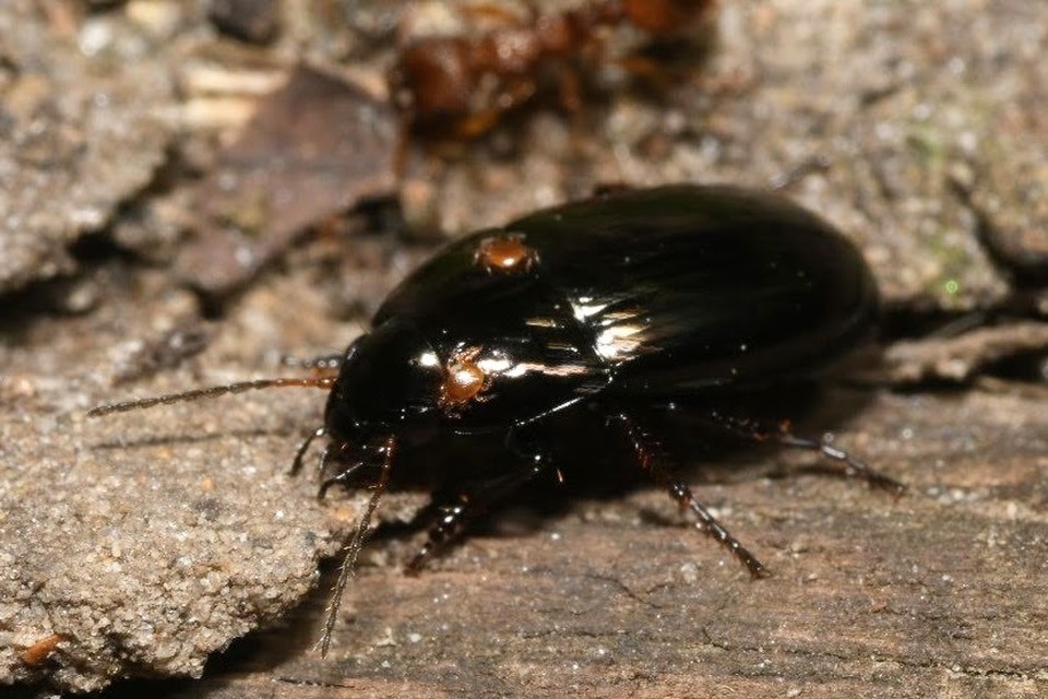 Amara