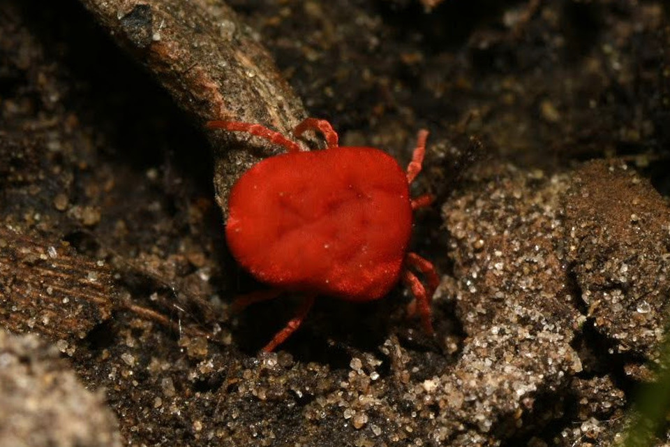 Trombidium
