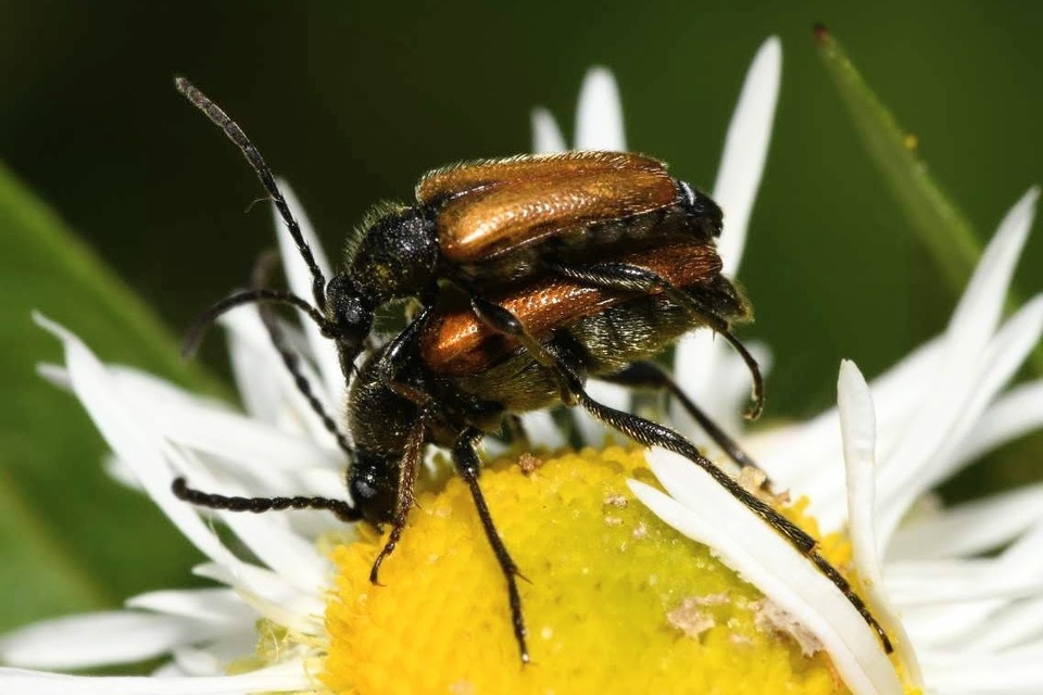Pseudovadonia livida - barnás virágcincér