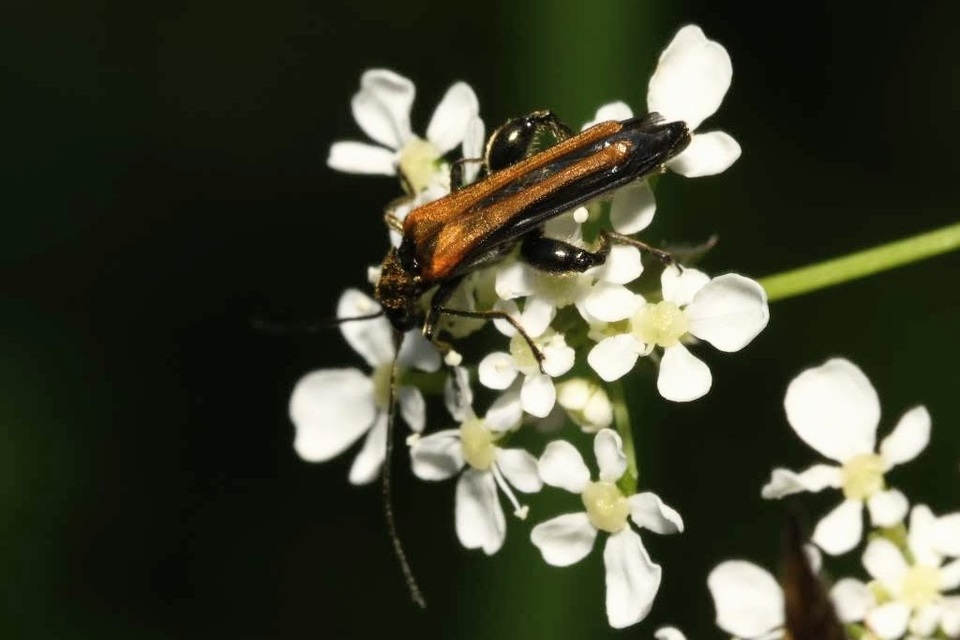 Oedemera femorata - sárgahátú álcincér
