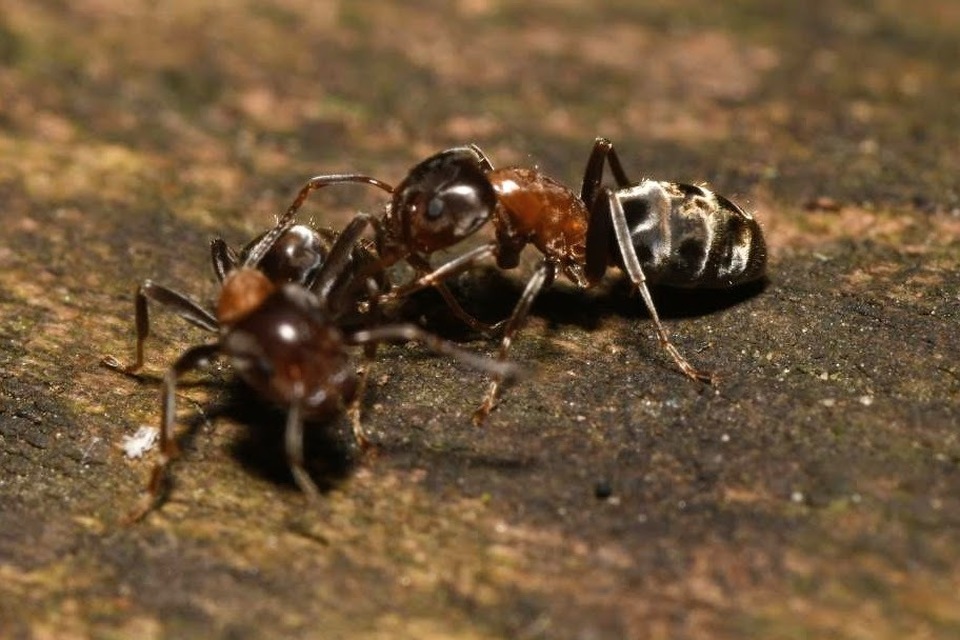 Liometopum microcephalum - tölgyfahangya