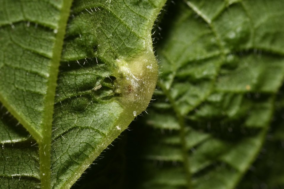 Dasineura urticae
