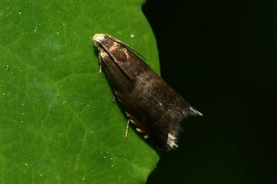 Strophedra nitidana - tölgylevél-tükrösmoly