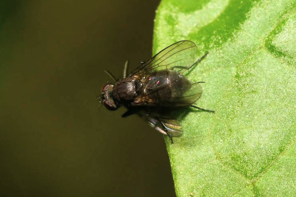 Coenosia agromyzina