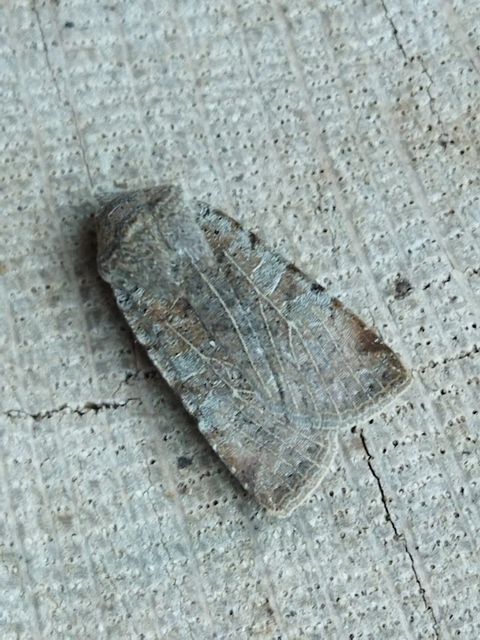 Conistra rubiginosa - szürke télibagoly