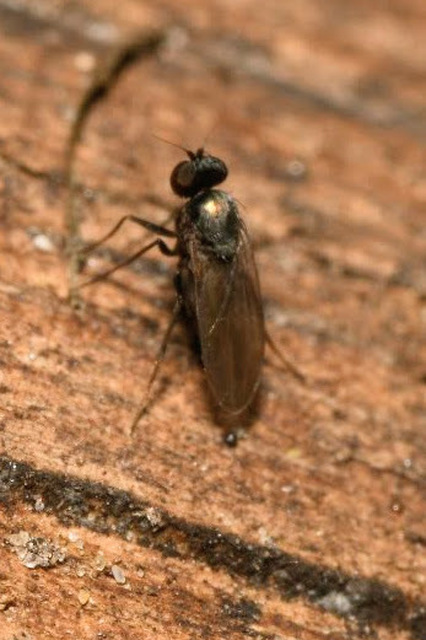 Medetera
