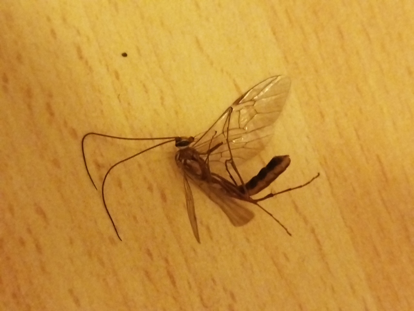 Ophion obscuratus